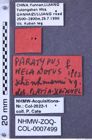 Etiketten zu Melanotus schoenmanni (NHMW-ZOO-COL-0007499)